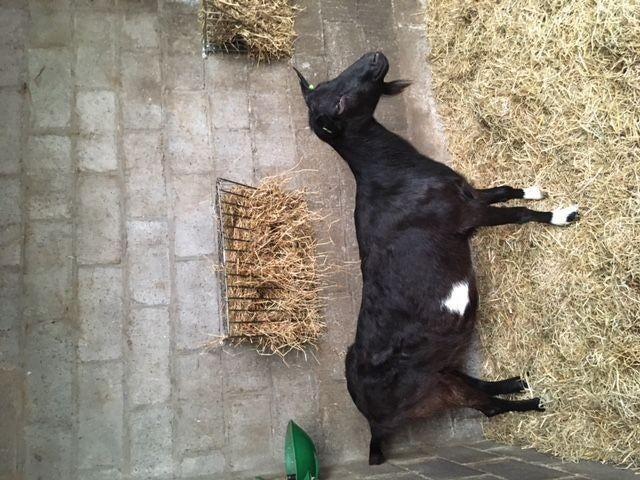 Geit, Verzamelen, Ophalen