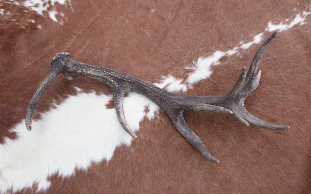 Grote EDELHERT GEWEI AFWERP STANG - 3 kg - 85 cm - ref. D, Enlèvement, Utilisé, Cerf, Bois ou Tête