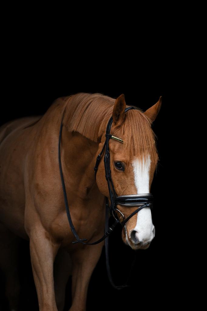 Lieve 8-jarige ruin op zoek naar een nieuw 5 sterren huisje, Dieren en Toebehoren, Paarden, Met stamboom, Ruin, 7 tot 10 jaar