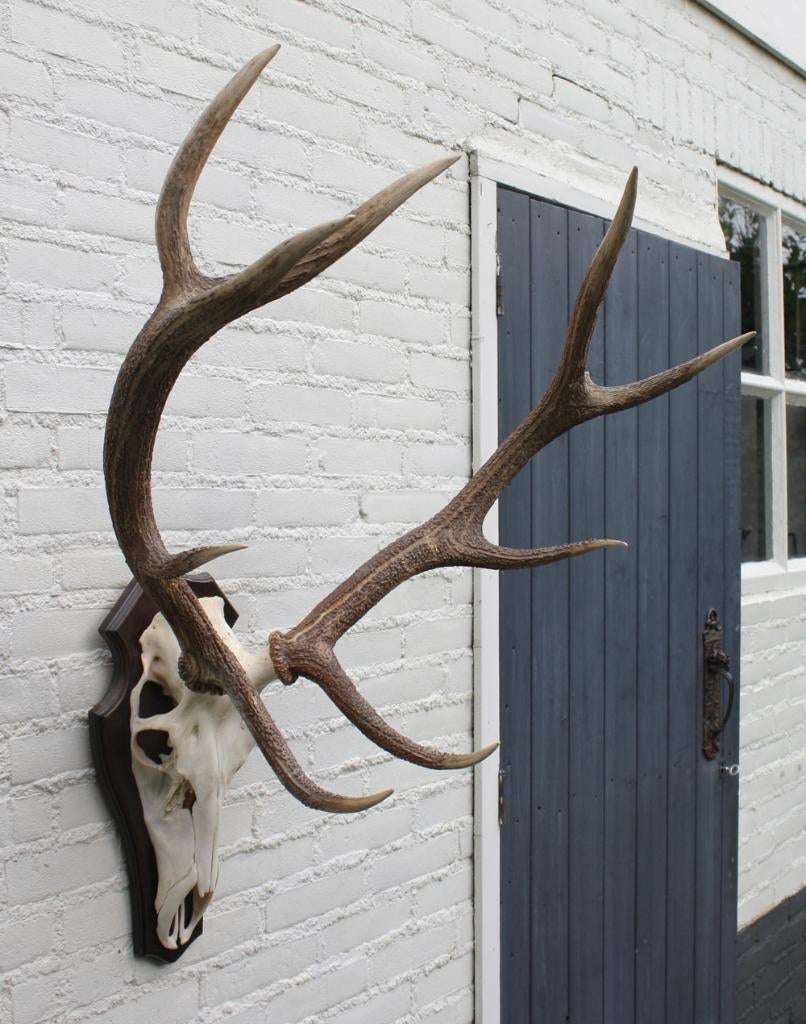 Ongelijk 10-ender EDELHERT GEWEI op houten schild (# B), Verzamelen, Dierenverzamelingen, Gebruikt, Gewei of Kop, Hert, Ophalen