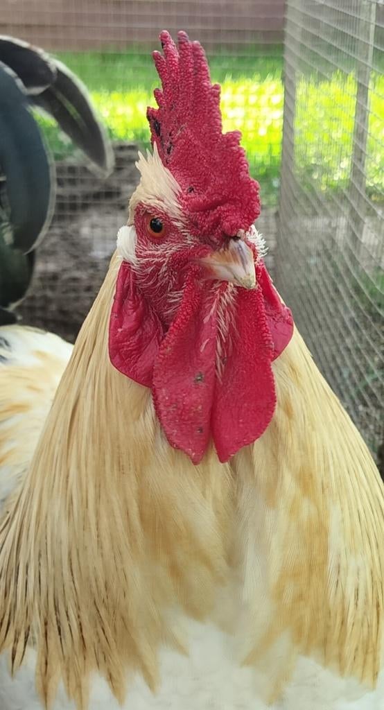 Haantjes zoeken 5*huisje, Dieren en Toebehoren, Pluimvee, Mannelijk, Kip