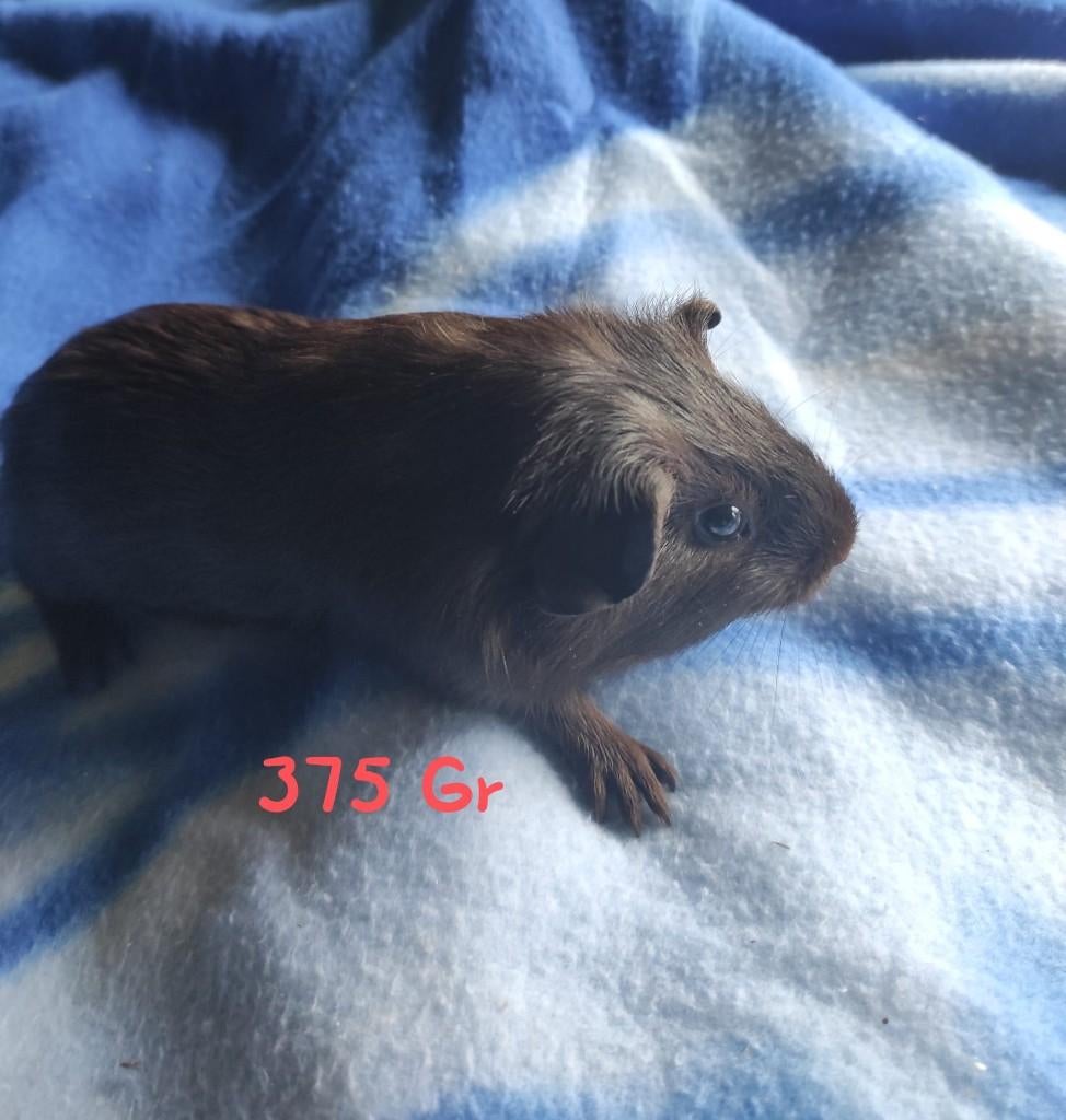 2 cavia beertjes (broertjes) bijna 7weken oud, Dieren en Toebehoren, Knaagdieren, Februari, Mannelijk, Cavia