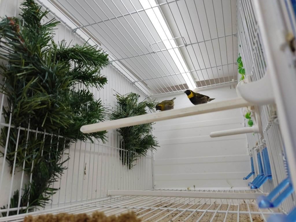 Cuba Vinken, Oiseau tropical, Bagué