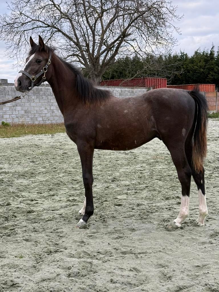 Veulen, Dieren en Toebehoren, Paarden, Springpaard, Met stamboom, Niet van toepassing, 0 tot 2 jaar