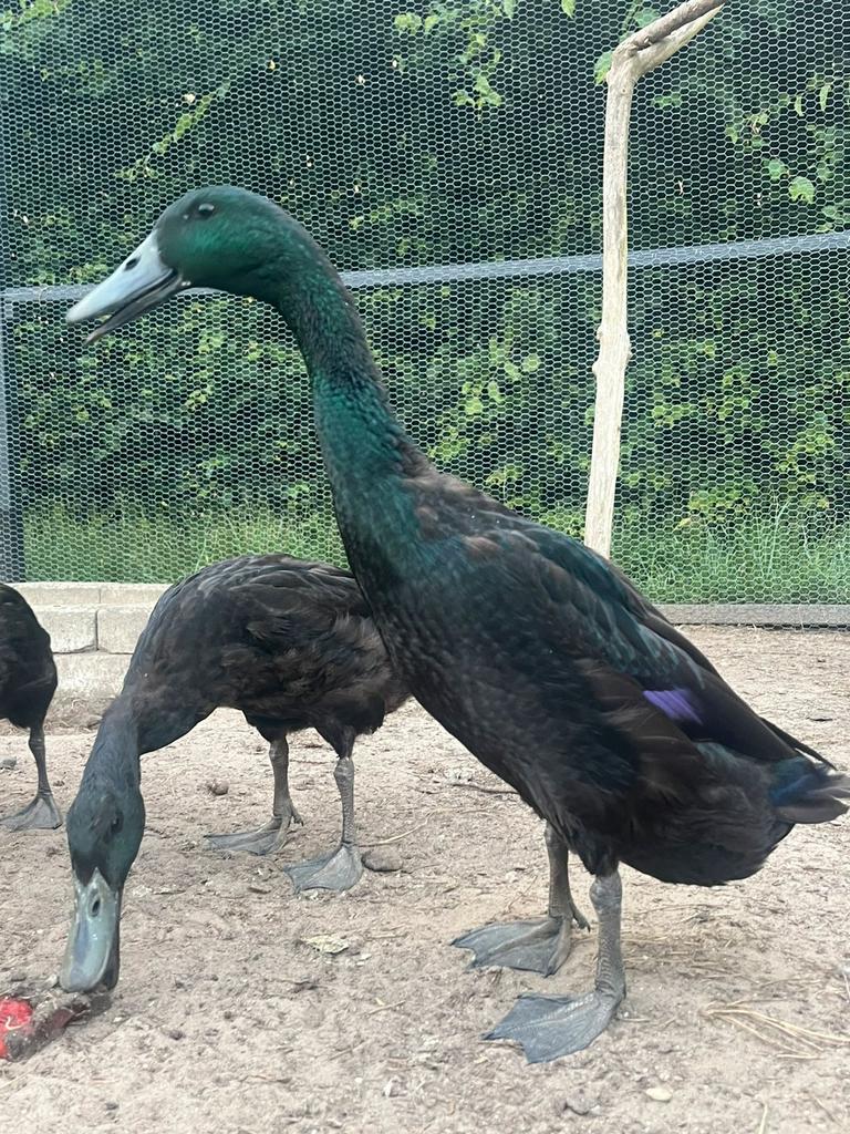 Poussins de canard coureur indien, Sexe inconnu, Canard