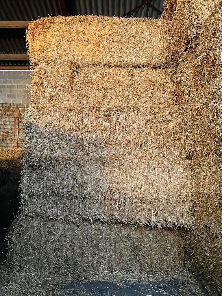 Grote en kleine pakken stro te koop 0497 34 30 54, Dieren en Toebehoren, Ophalen