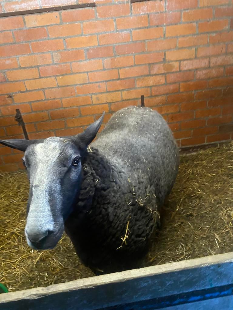 Schapen, Dieren en Toebehoren