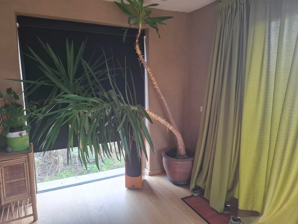 Yucca kamerplant, Maison & Meubles, Plantes d'intérieur, Enlèvement, Yucca, En pot