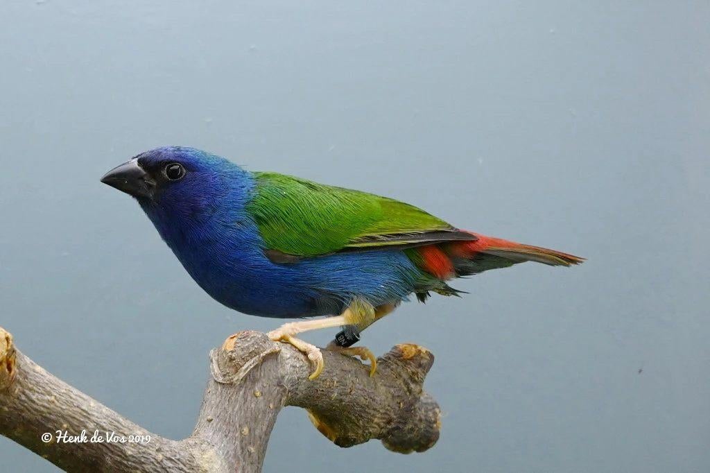 GEZOCHT Forbes Papegaaiamandine man, Dieren en Toebehoren, Mannelijk, Tropenvogel