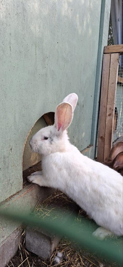 Vlaamse en vlaams duitse reuzen