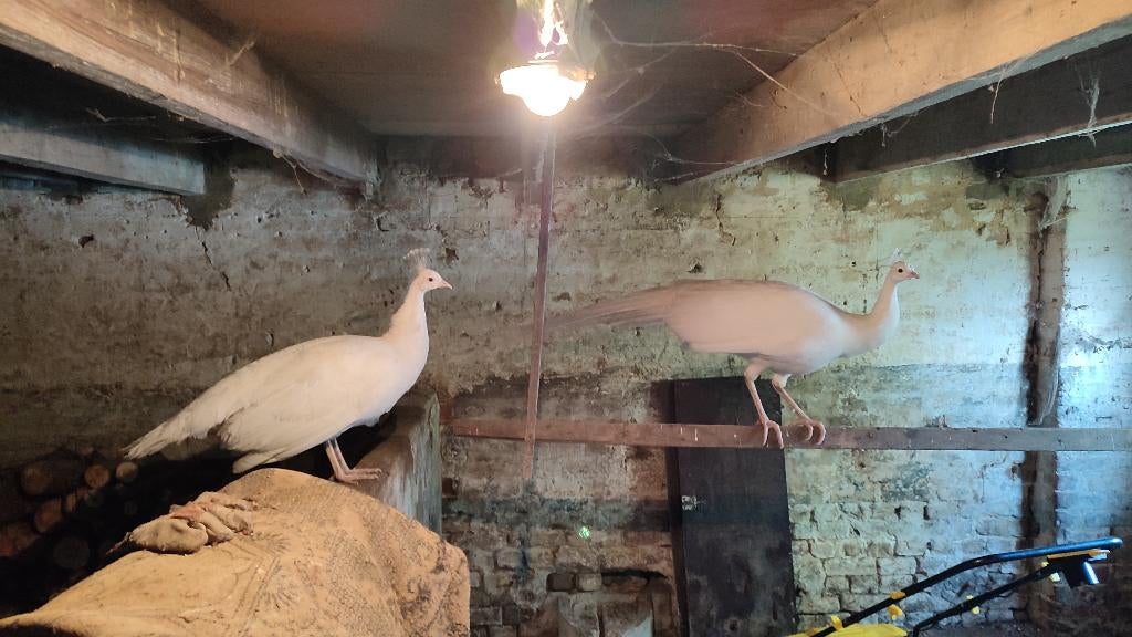 2 witte pauw hanen te koop, Dieren en Toebehoren, Mannelijk, Overige soorten