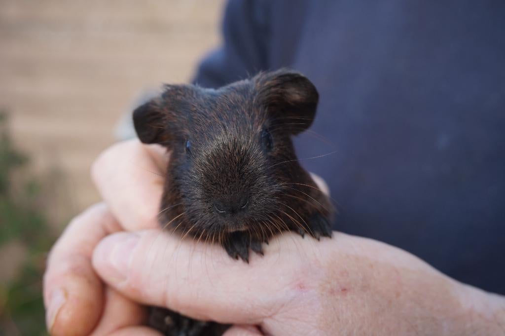 Cavia beertjes, Dieren en Toebehoren, Knaagdieren, Mannelijk, Cavia, Maart, Tam