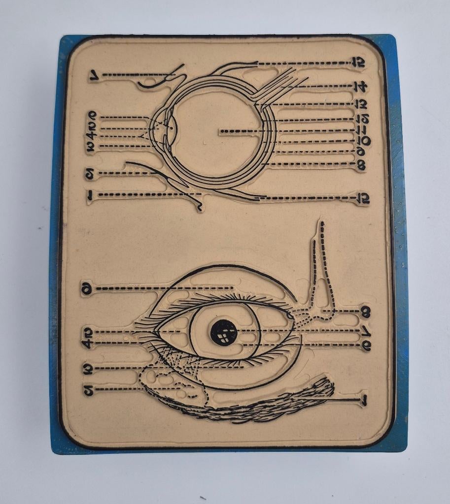 Anatomische didactische rubberstempels, Ninove - België, *, Ophalen of Verzenden, Gebruikt