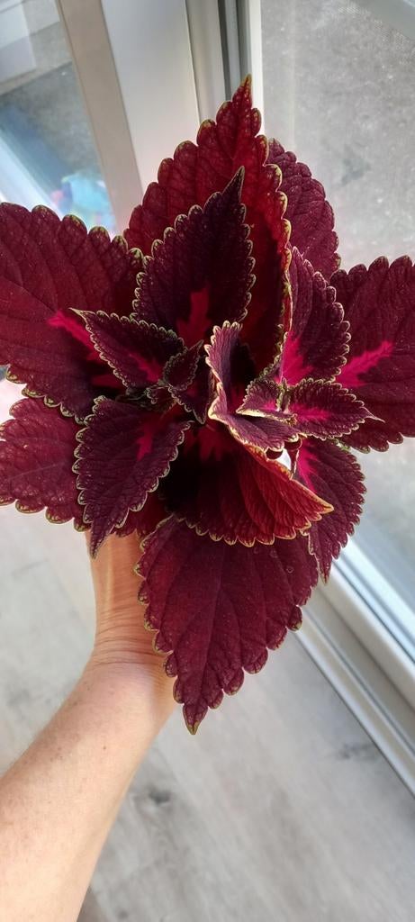 Gewortelde stekjes, Maison & Meubles, Enlèvement