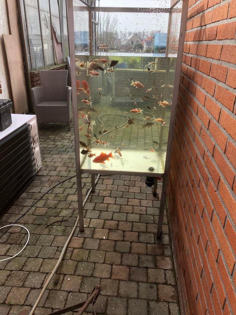 Goud vissen, Dieren en Toebehoren, Vissen | Vijvervissen