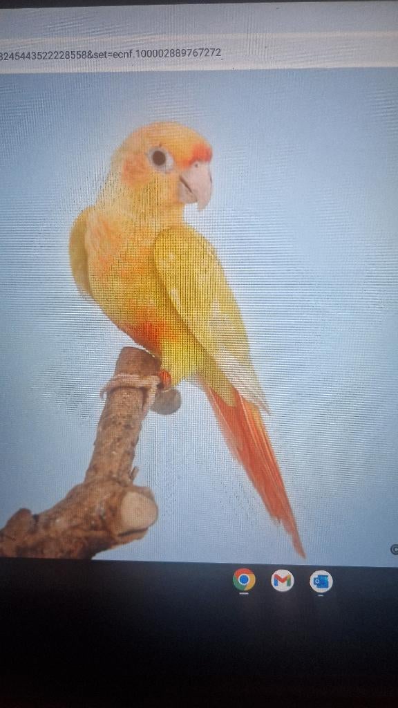 Pyrrhur Molinea /Frontalis Mutaties, Meerdere dieren, Parkiet, Geringd