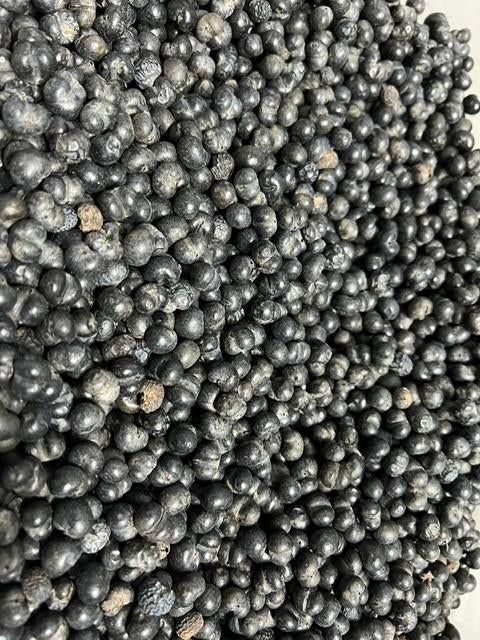 Palmzaden Trachycarpus Naggy x princeps, Tuin en Terras, Volle zon, Ophalen of Verzenden, Lente, Minder dan 100 cm