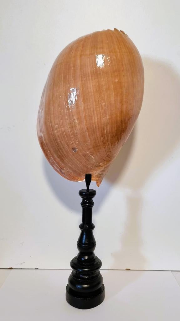 Grote Meloen Schelp/Meloen Schell op standaard., Ophalen of Verzenden