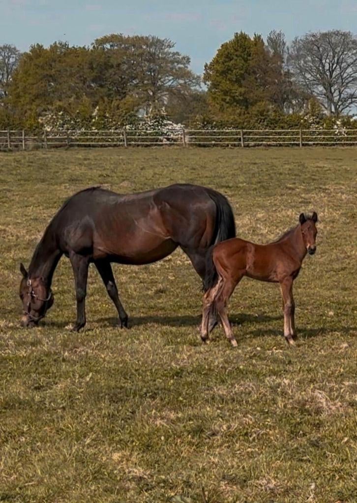 Recreatie merrie, Dieren en Toebehoren, Pony's, Merrie, L, 11 jaar of ouder, Met stamboom, Gechipt, Ontwormd, Ingeënt
