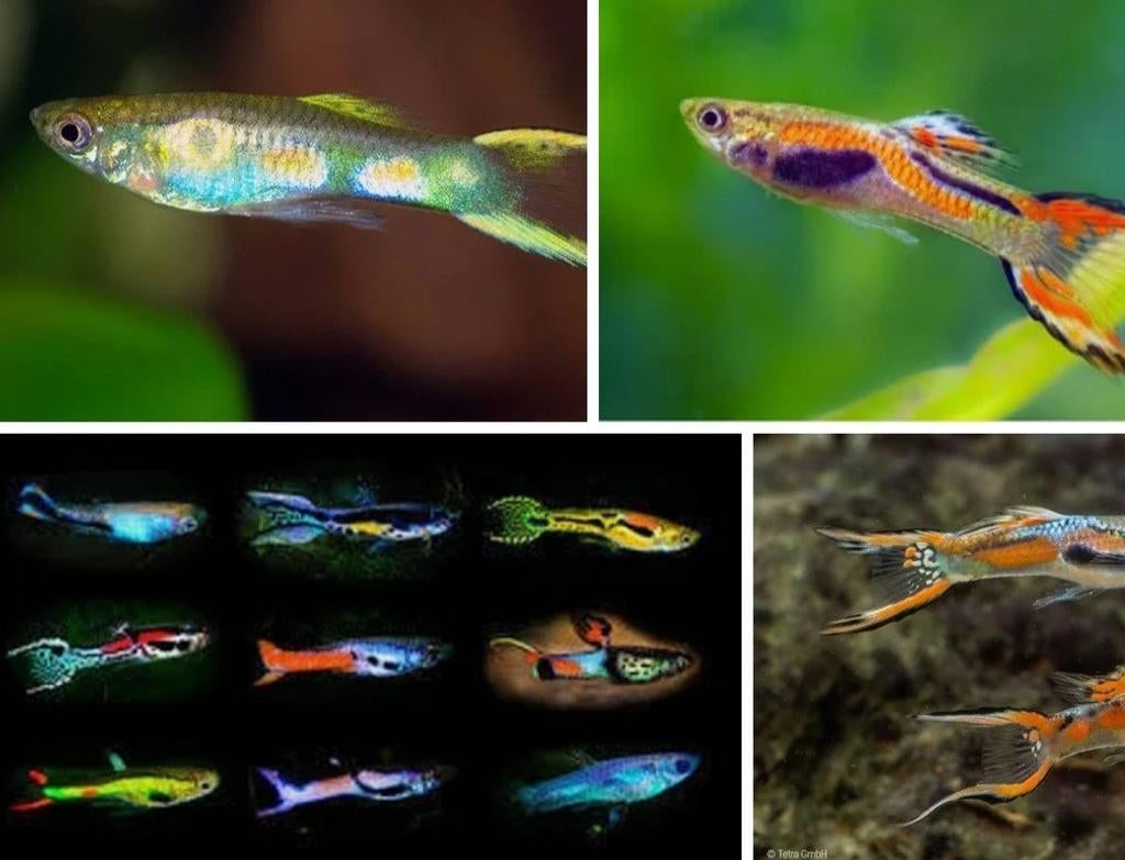 Guppies Endeler recherchés, Animaux & Accessoires