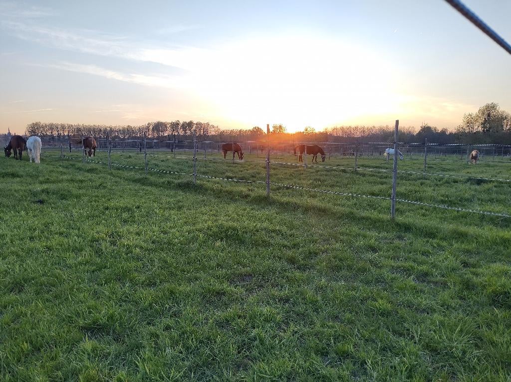 Pensionstalling met begeleiding, Mise à l'étable, 4 chevaux ou poneys ou plus