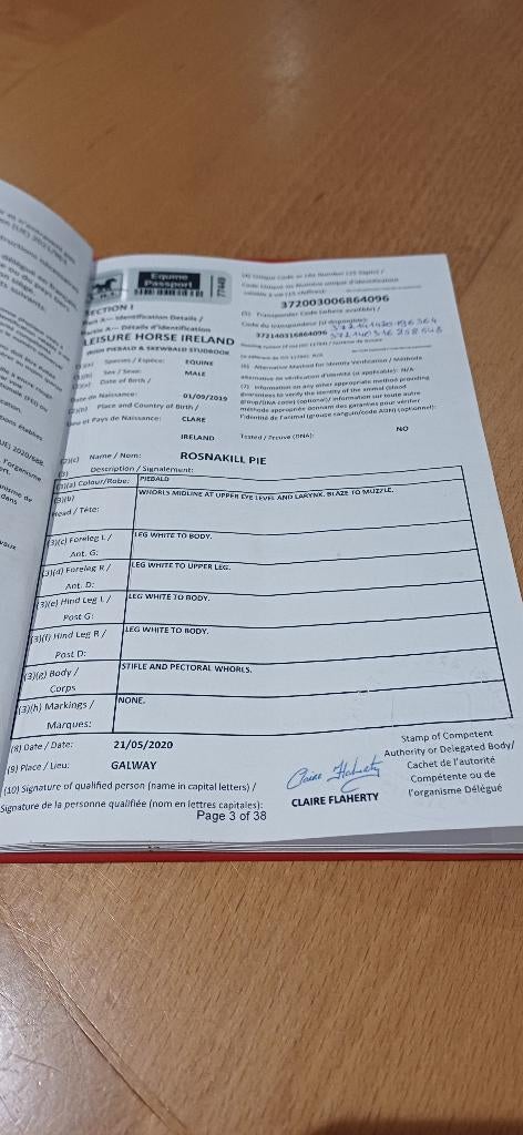 Mooie c pony, Dieren en Toebehoren, Pony's, Ruin, B, C pony (1.27m tot 1.37m), Recreatiepony, 7 tot 10 jaar, Gechipt, Ontwormd