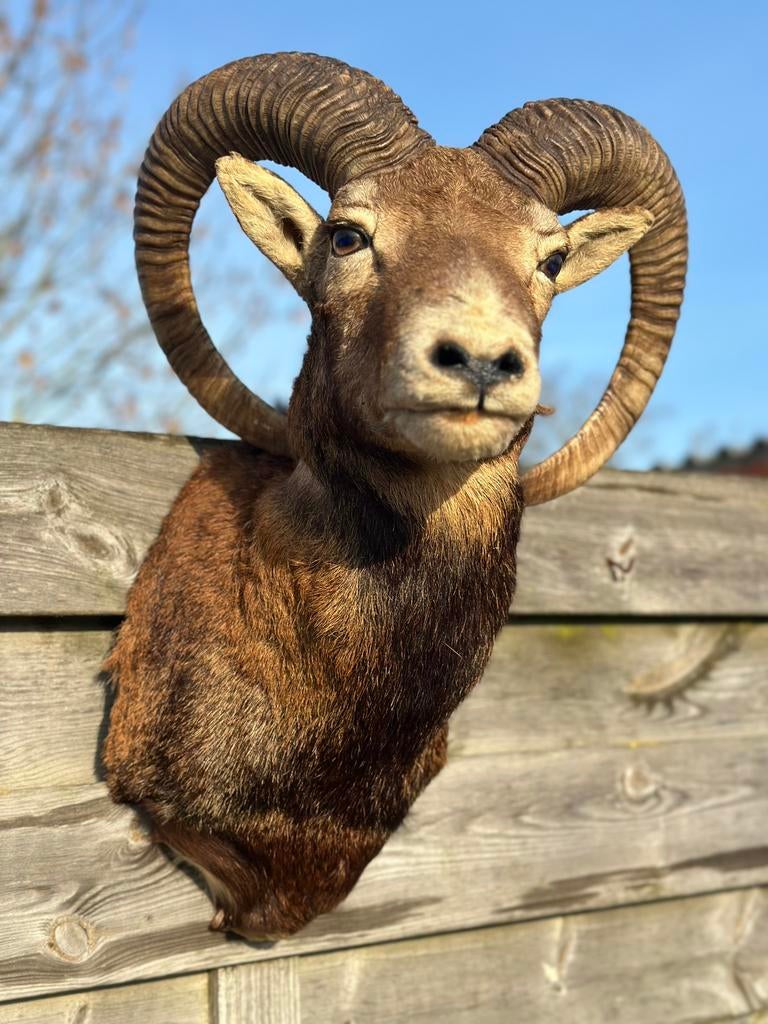 Taxidermie moeflon, Ophalen