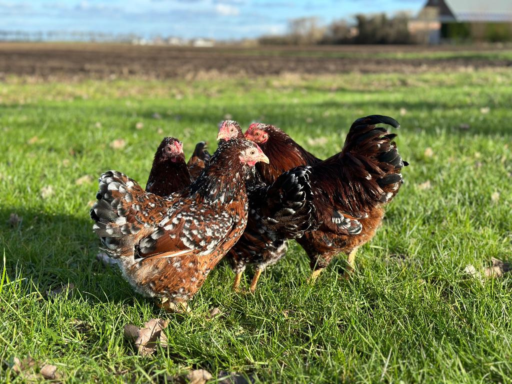 Jonge tamme Wyandotte kriel kippen gesekst & ingeënt, Animaux & Accessoires, Volatiles, Poule ou poulet, Femelle