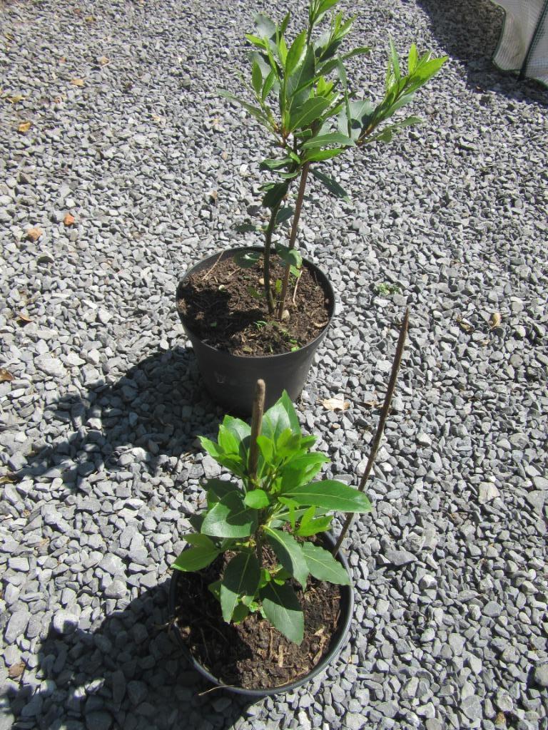 laurierplantje, Tuin en Terras, Planten | Tuinplanten, Ophalen