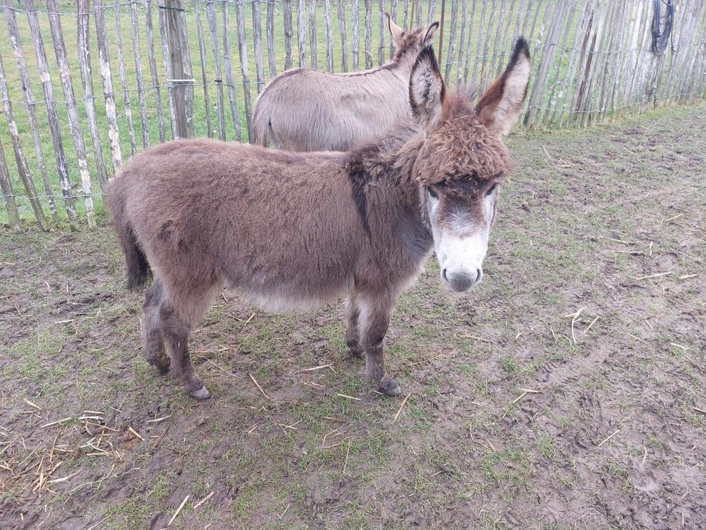 Étalon Miniezel, Étalon