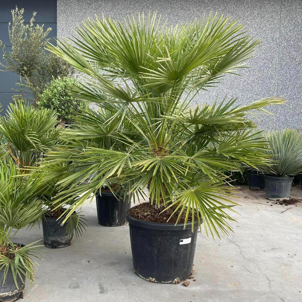 chamaerops humilis., Ophalen of Verzenden, Bodembedekkers