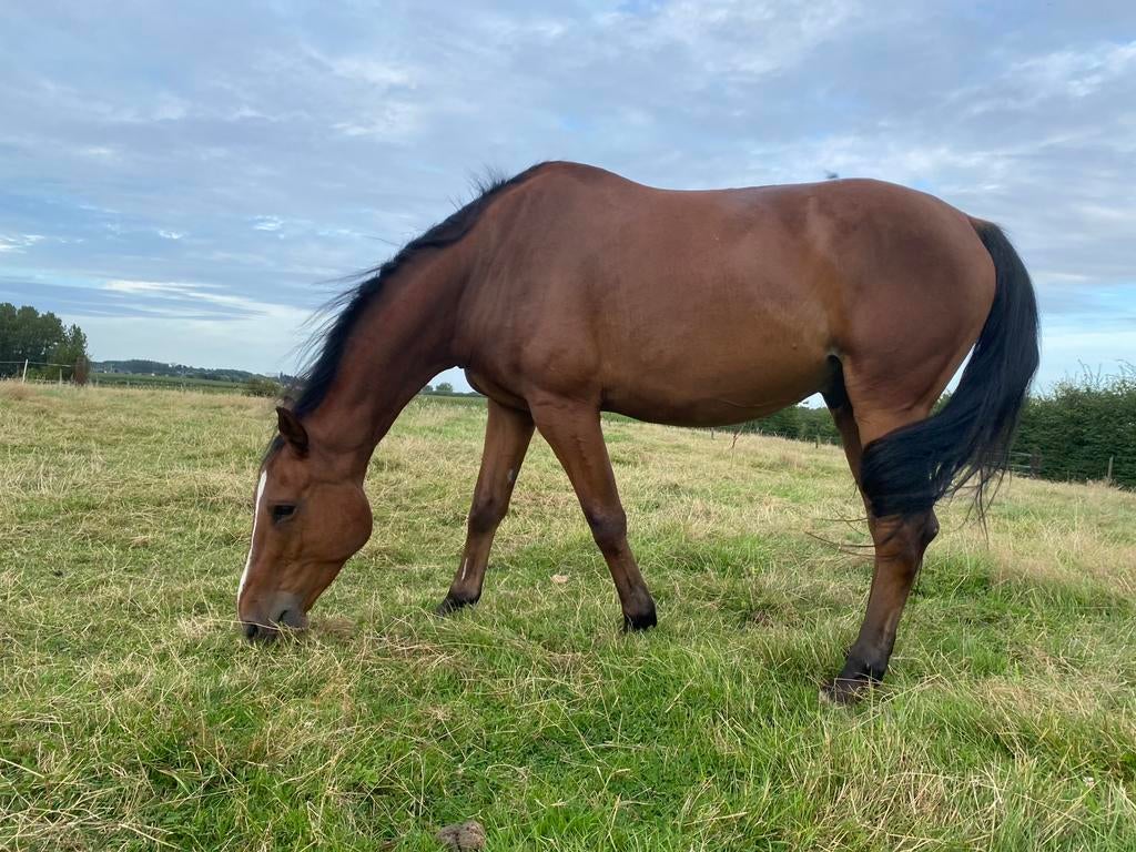 Weide gezocht | Burst, Dieren en Toebehoren, Weidegang, 1 paard of pony