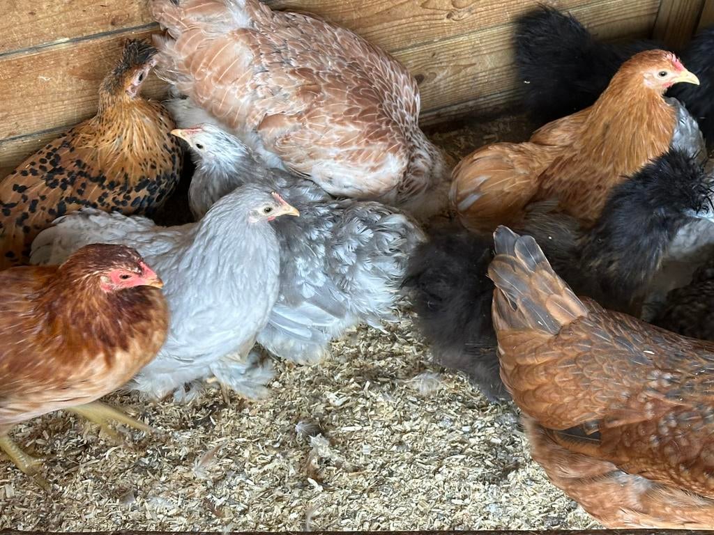 Zijdehoen en cochin krielen, Dieren en Toebehoren, Pluimvee