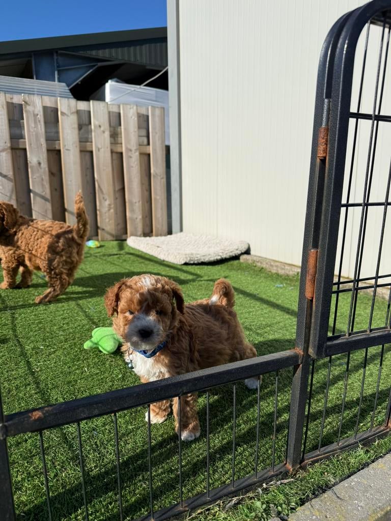 Prachtige labradoodle pups, Autres races, Plusieurs, Hépatite contagieuse (maladie de Rubarth), Belgique