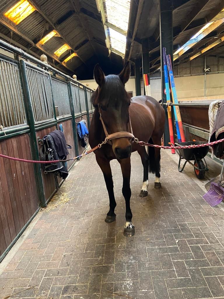 Lieve leuke merrie te koop !, Dieren en Toebehoren, Ophalen of Verzenden, Zo goed als nieuw