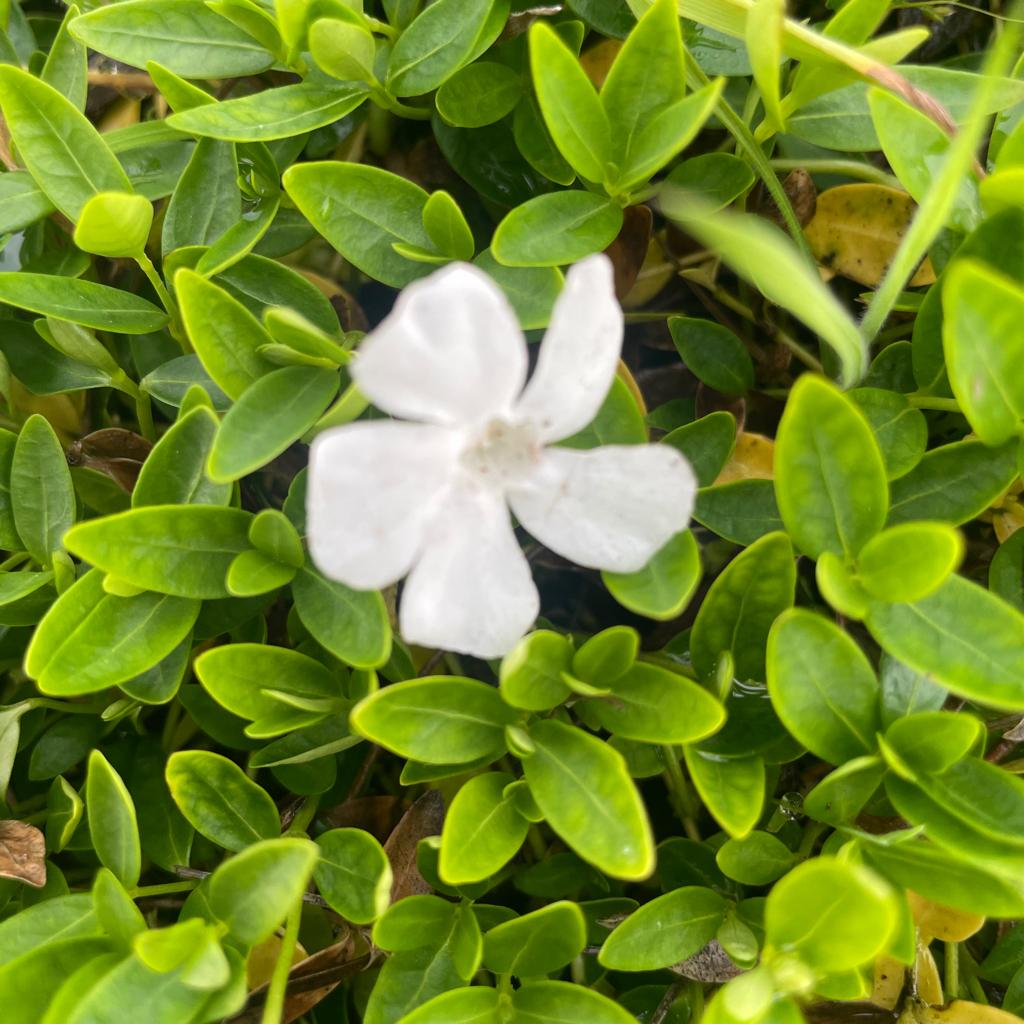 ‼️Maagdenpalm aan PROMOprijzen bij PROMOplant‼️, Tuin en Terras, Planten | Tuinplanten, Ophalen