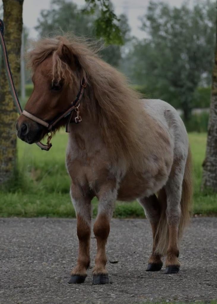Roan vosje - mini shet, Dieren en Toebehoren, Pony's, Ruin, Gechipt, 3 tot 6 jaar