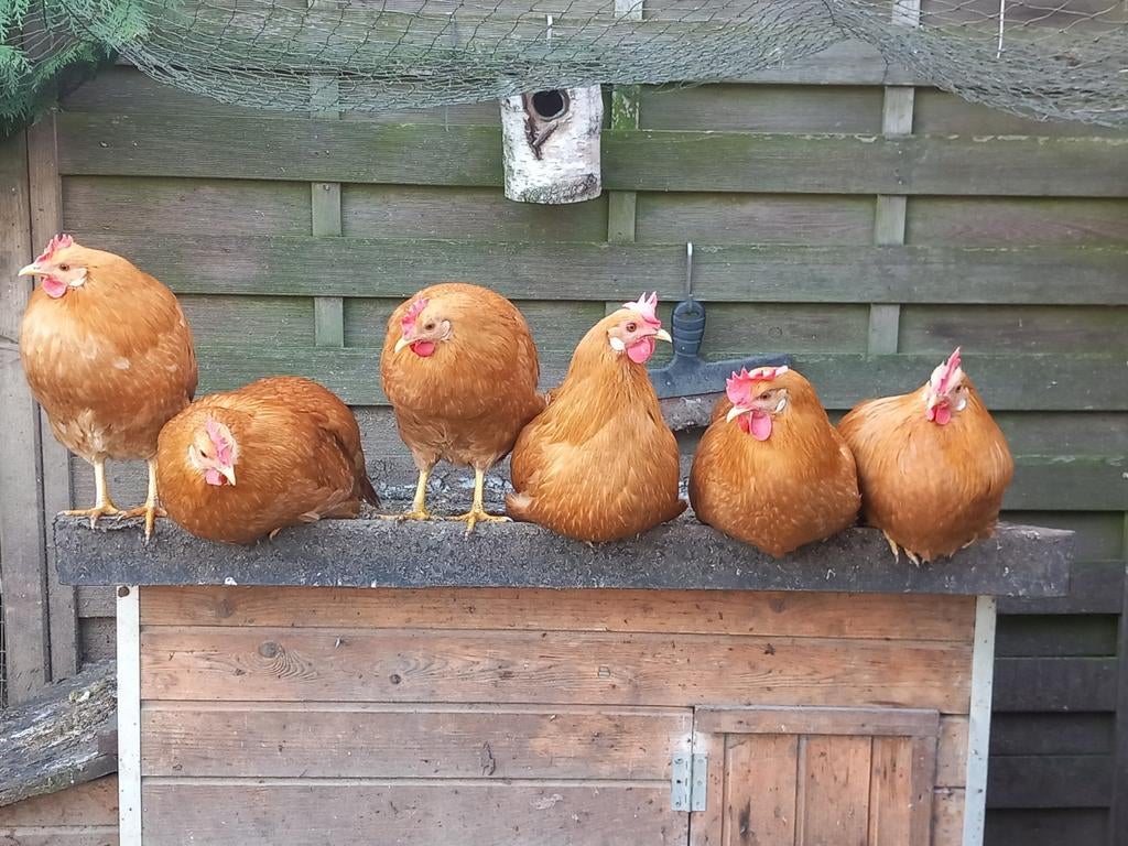 Broedeieren Leghorn Buff, Dieren en Toebehoren, Pluimvee