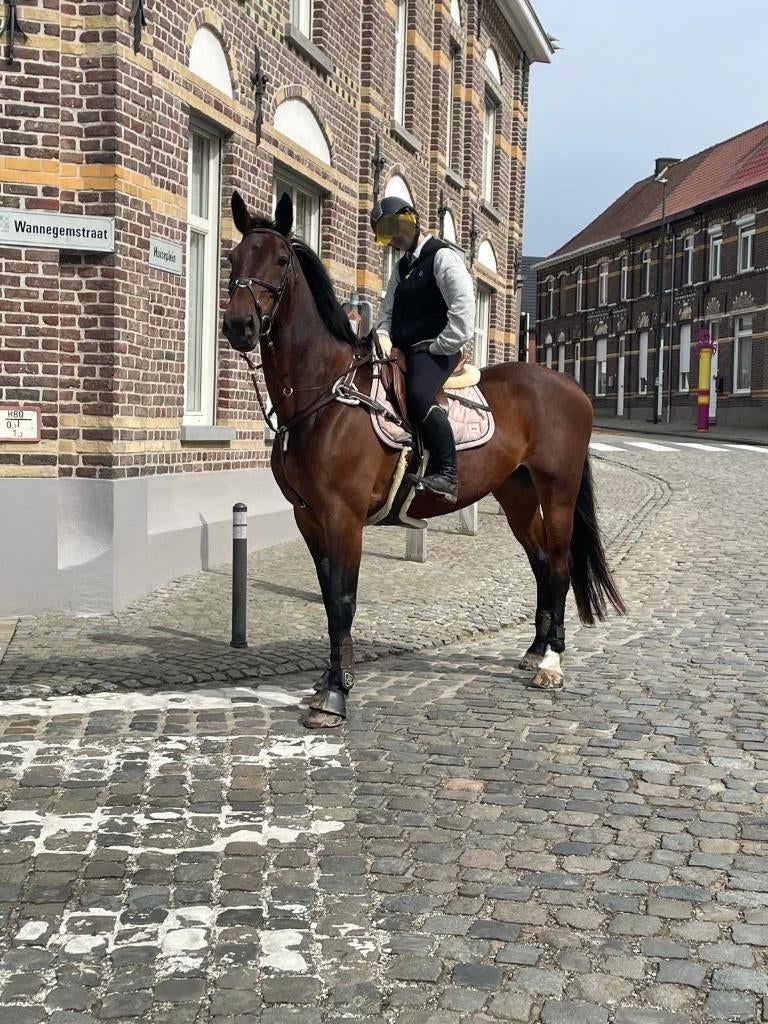 springmerrie, Dieren en Toebehoren, Merrie, Met stamboom, Niet van toepassing, 11 jaar of ouder