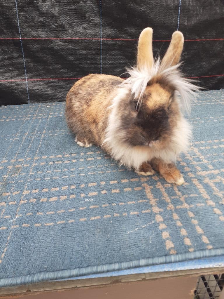 Dwerg konijnen mannetjes 15weken oud, Nain
