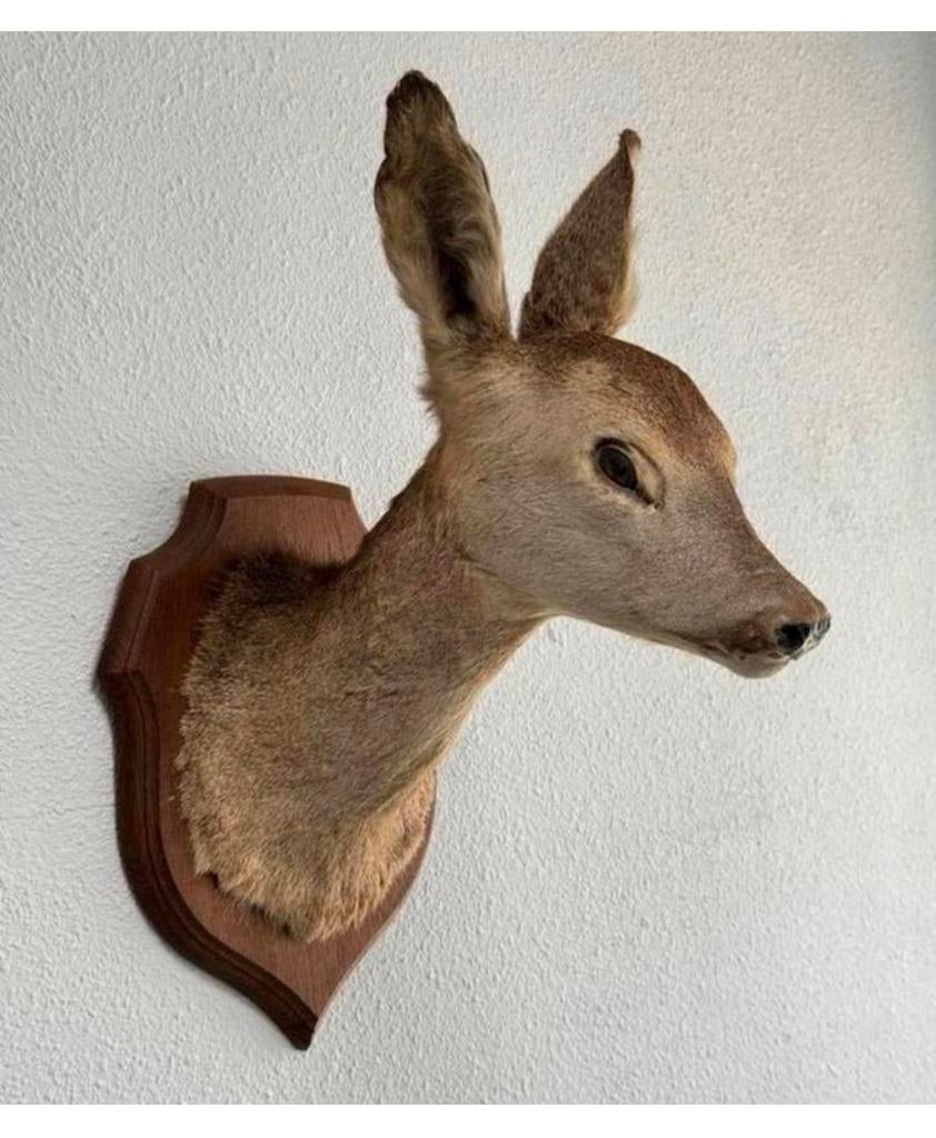 Taxidermie mooie Opgezette Ree kop - Capreolus wandmontage, Verzamelen, Ophalen of Verzenden, Zo goed als nieuw, Hert, Gewei of Kop
