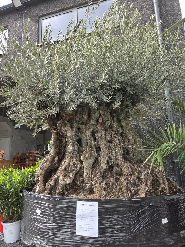 Prachtige olijfboom Olea Europaea Bonsai, Tuin en Terras, Planten | Bomen, Ophalen, Olijfboom
