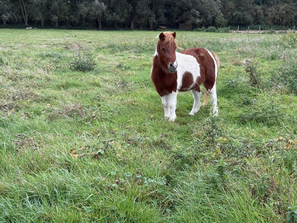 Jolie jument, Jument, Ne s'applique pas, 3 à 6 ans