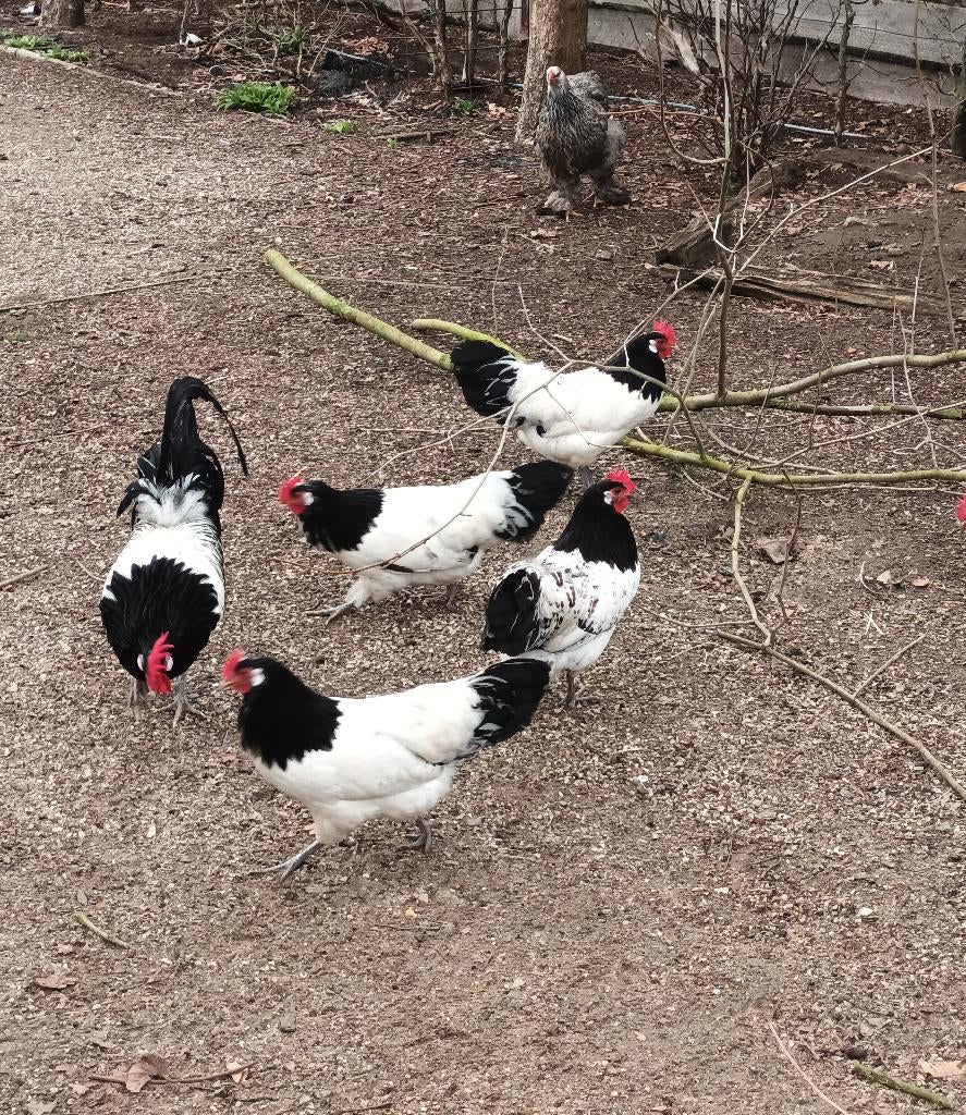 Broedeieren lakenvelder, Dieren en Toebehoren, Pluimvee