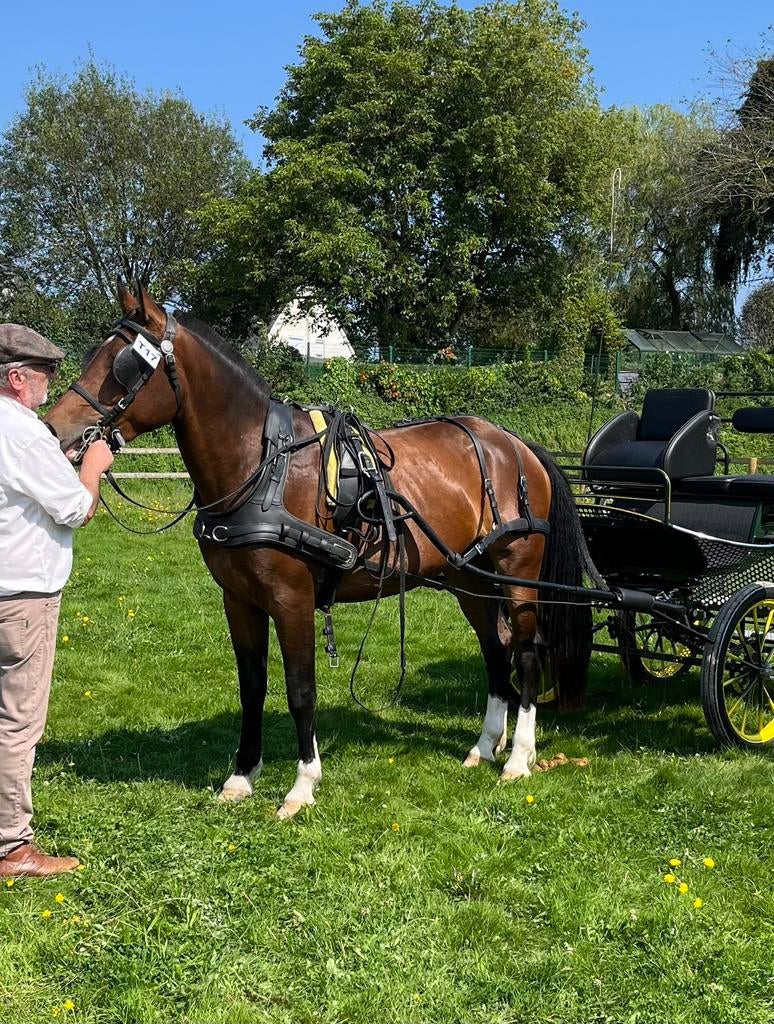 Jument franches montagnes, Avec pedigree, 160 à 165 cm, Ne s'applique pas, Jument