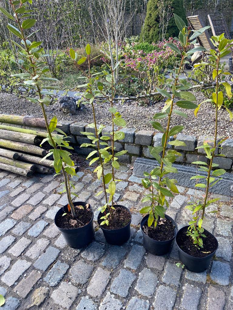 Keukenlaurier, Tuin en Terras, Ophalen, In pot