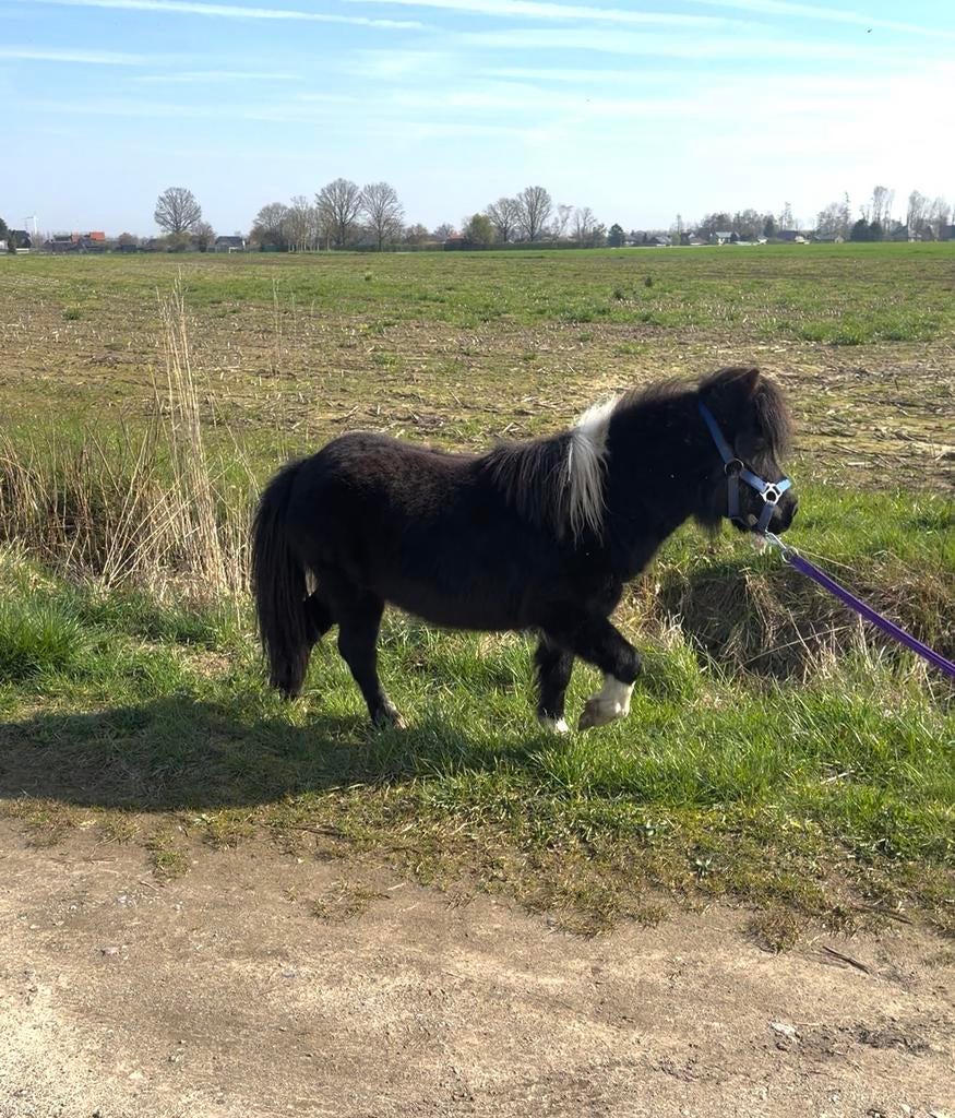 Shetlander, Dieren en Toebehoren, Pony's, Met stamboom, Niet van toepassing, Hengst, A pony (tot 1.17m)