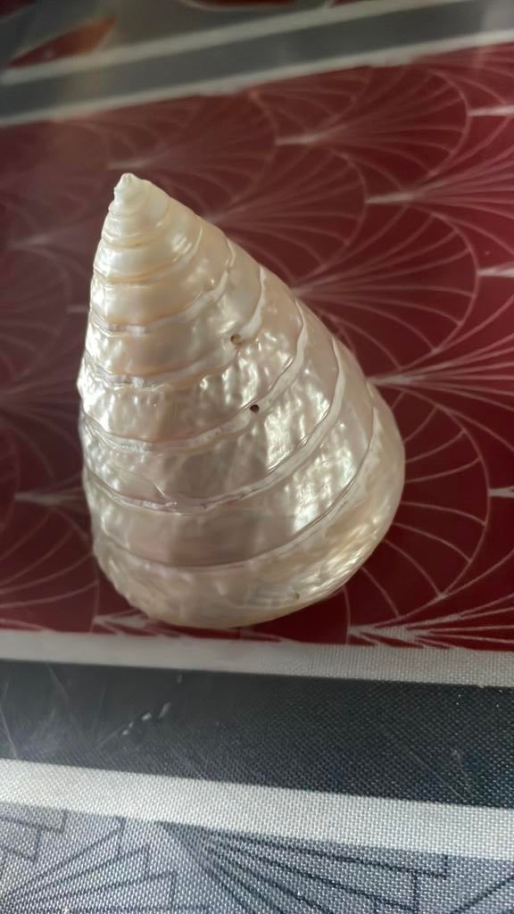 Coquillages, Enlèvement ou Envoi, Coquillage(s)