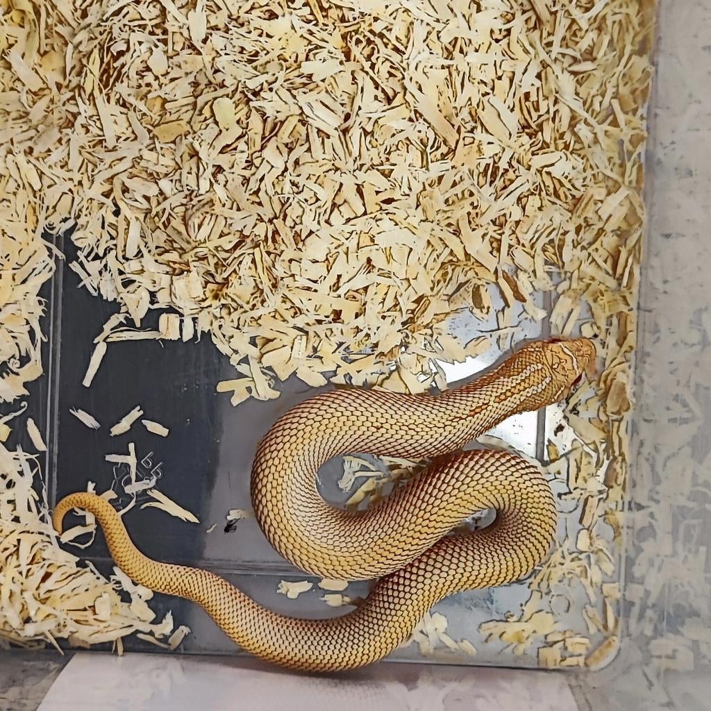 Serpent albinos à nez crochu (superconda), Animaux & Accessoires, Enlèvement