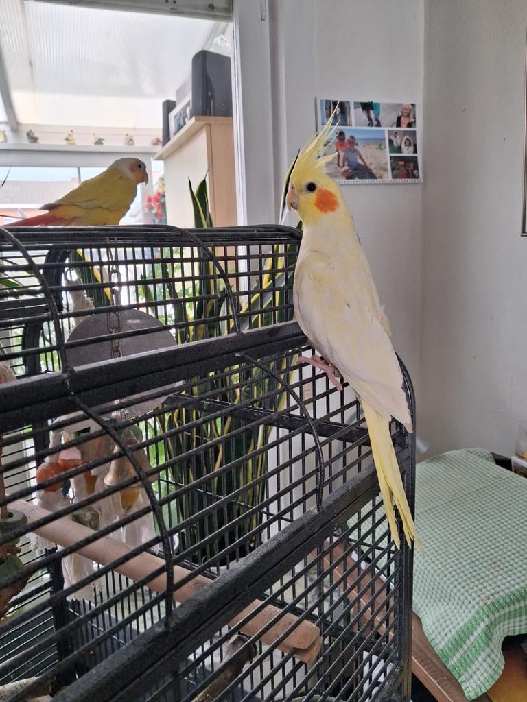 Een hand tamme valkparkiet, Dieren en Toebehoren